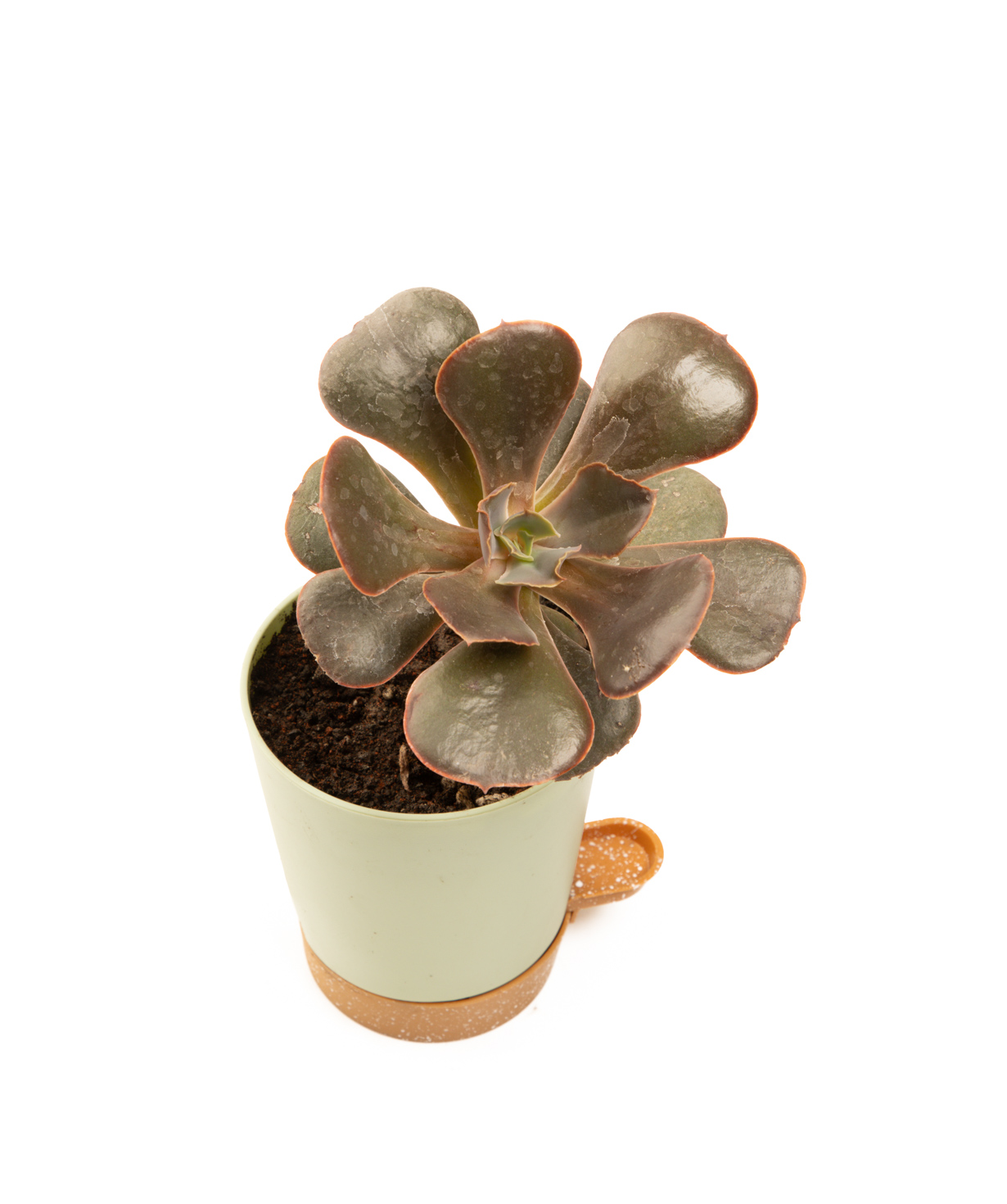 Растение «Eco Garden» Суккулентная Луэлла №68