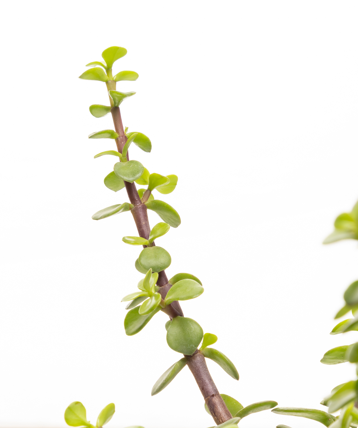 Растение «Eco Garden» Портулакария №63