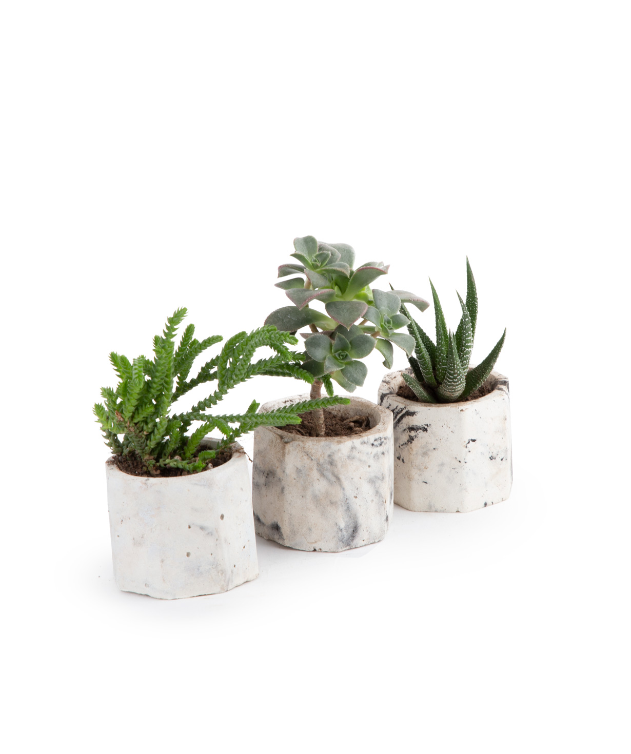 Plant «Eco Garden» Succulent №29