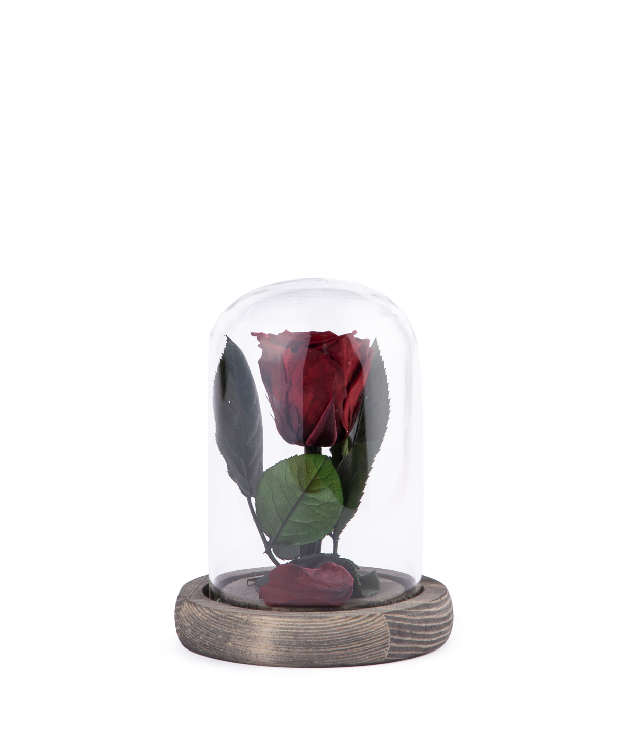 Роза `EM Flowers` вечная 12 см темно-красная