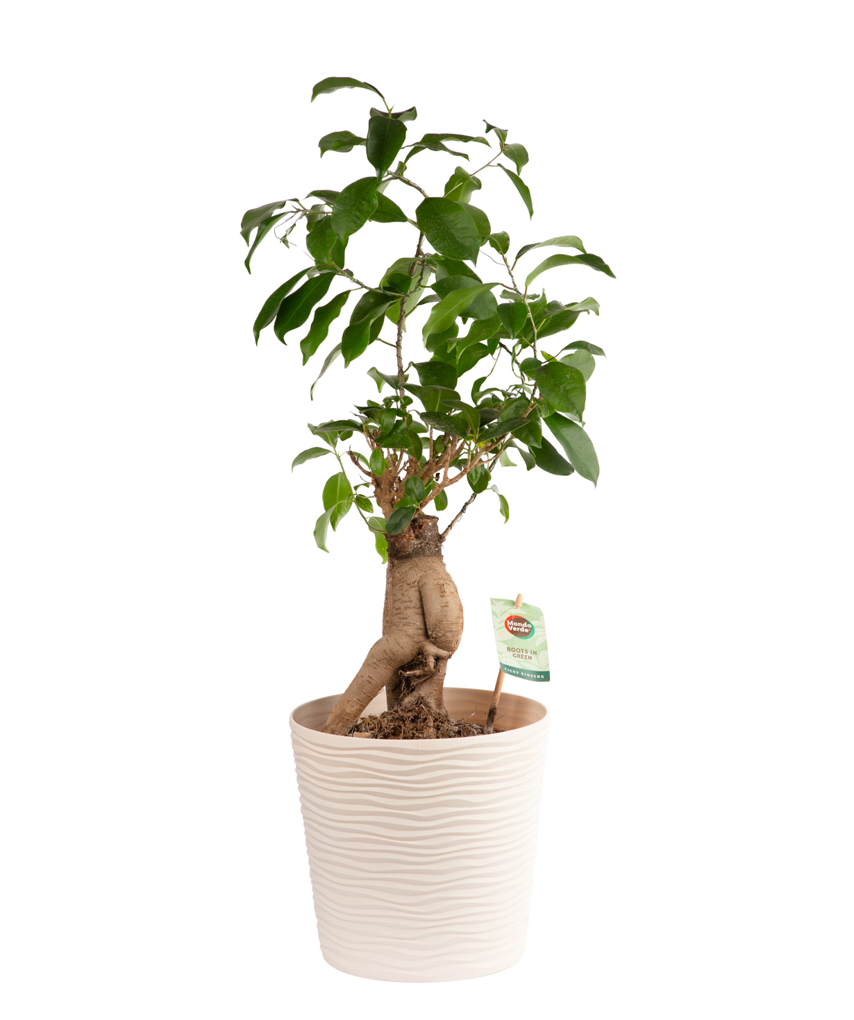 Ficus ginseng ''Orchid Gallery''