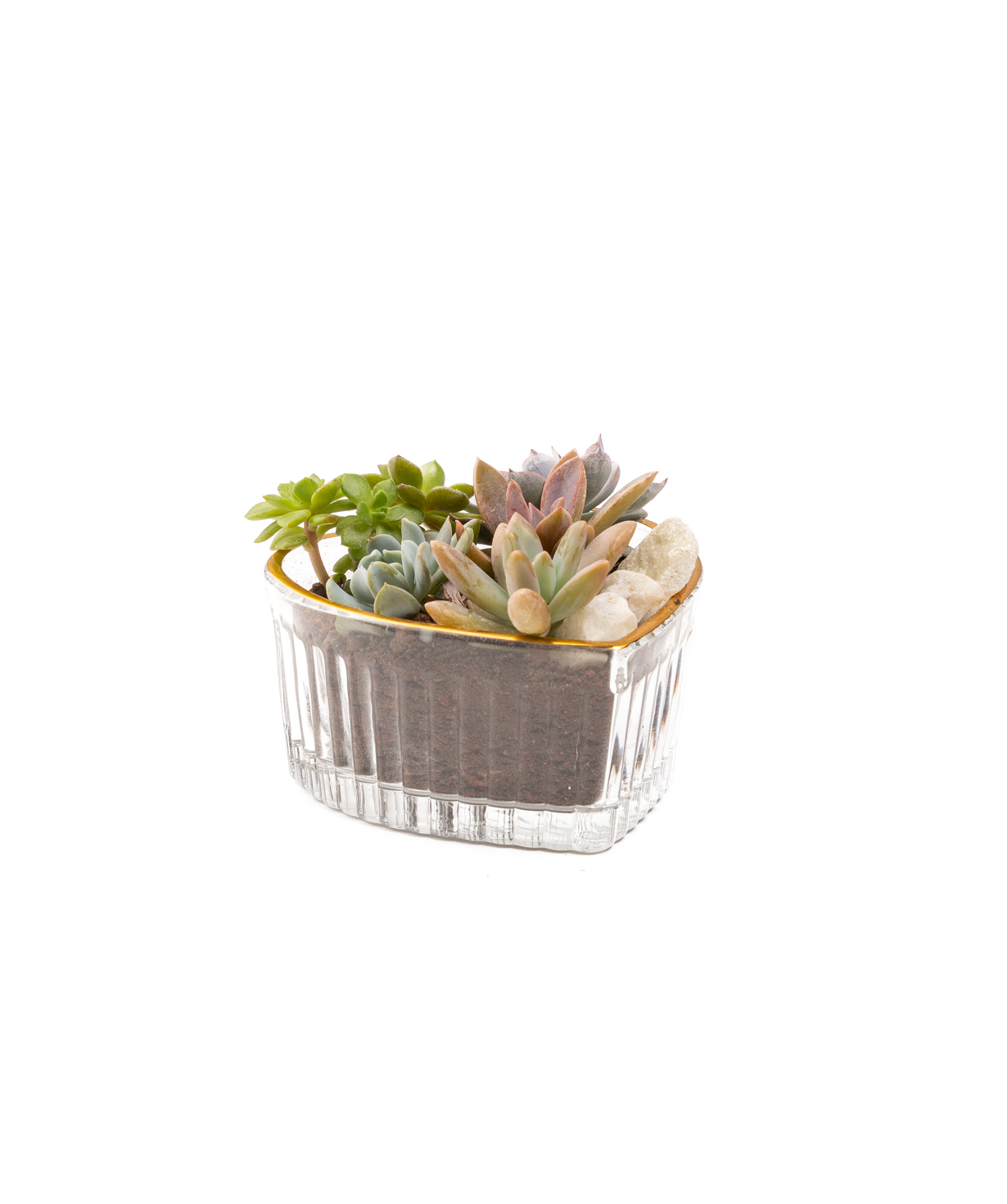 Բույս «Eco Garden» Սրտիկ սուկուլենտներ №74