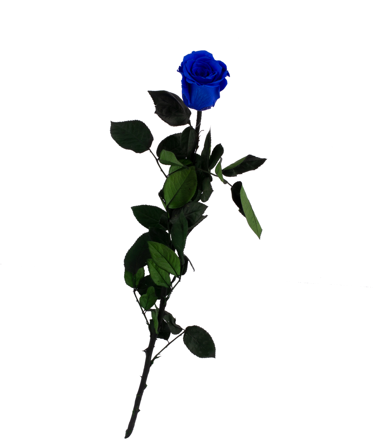 Rose `EM Flowers` eternal blue 50 cm