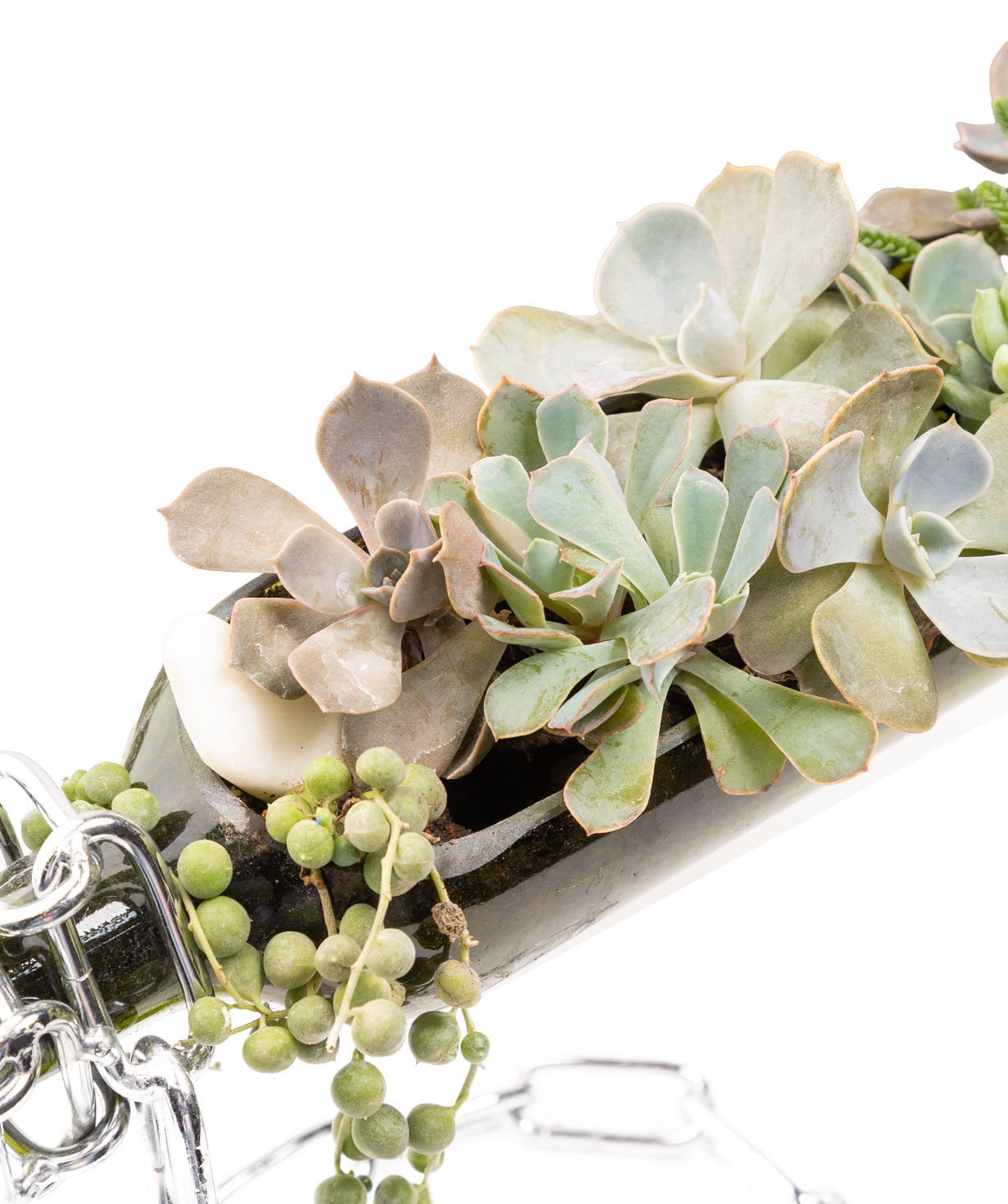 Բույս «Eco Garden» Գինի սուկուլենտներ №71