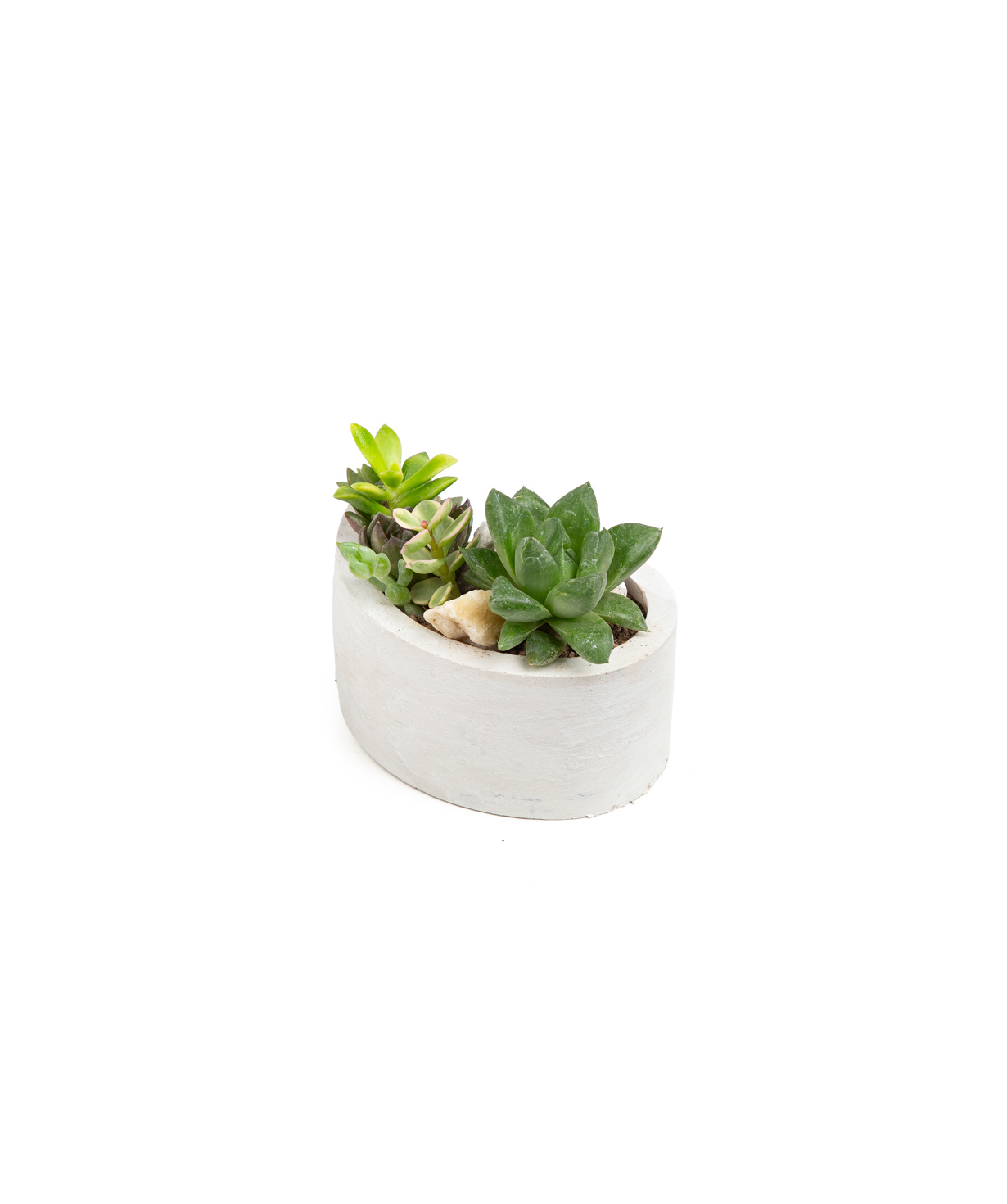 Plant «Eco Garden» Succulent №41