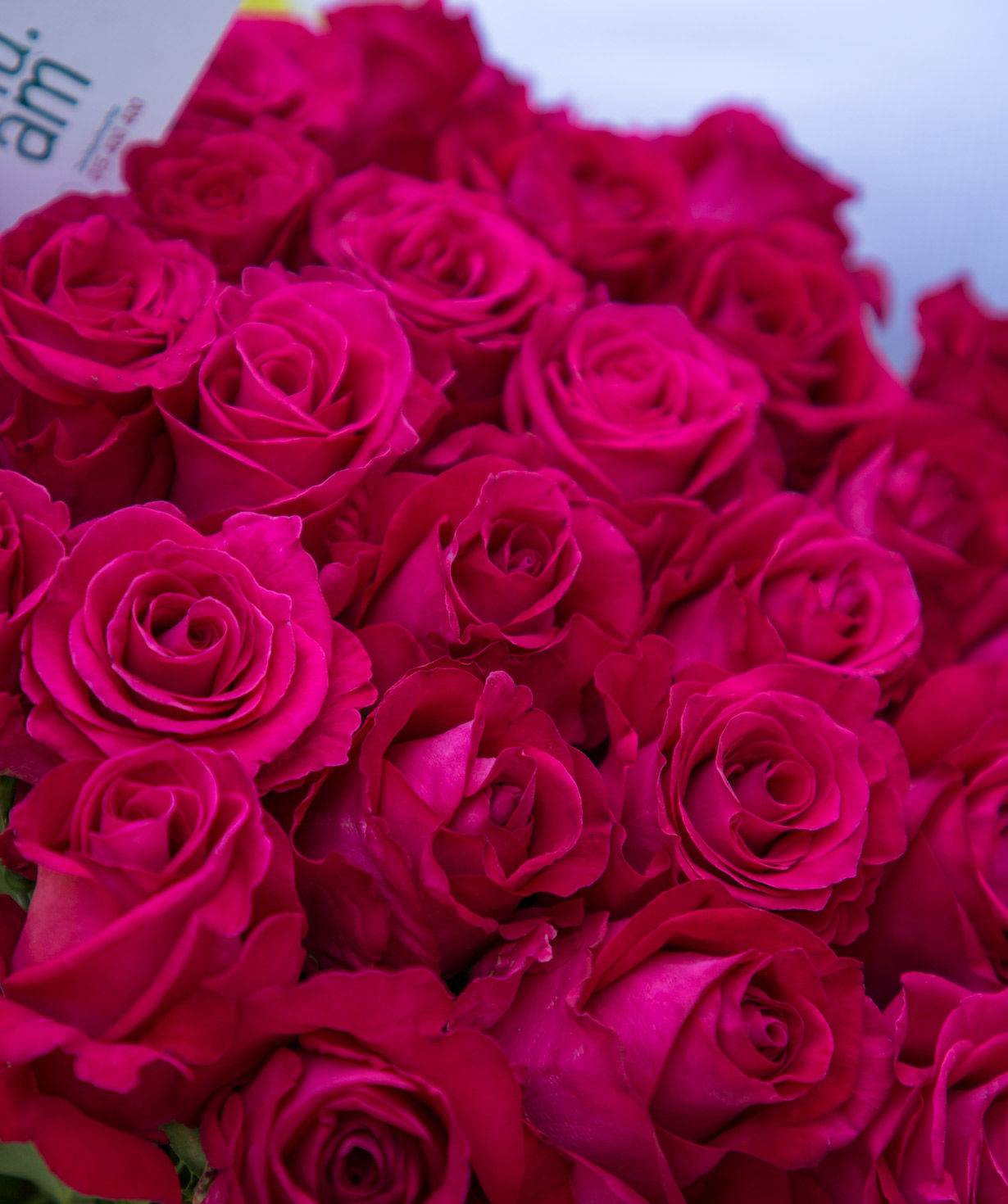 Roses «Fana» dark pink 29 pcs