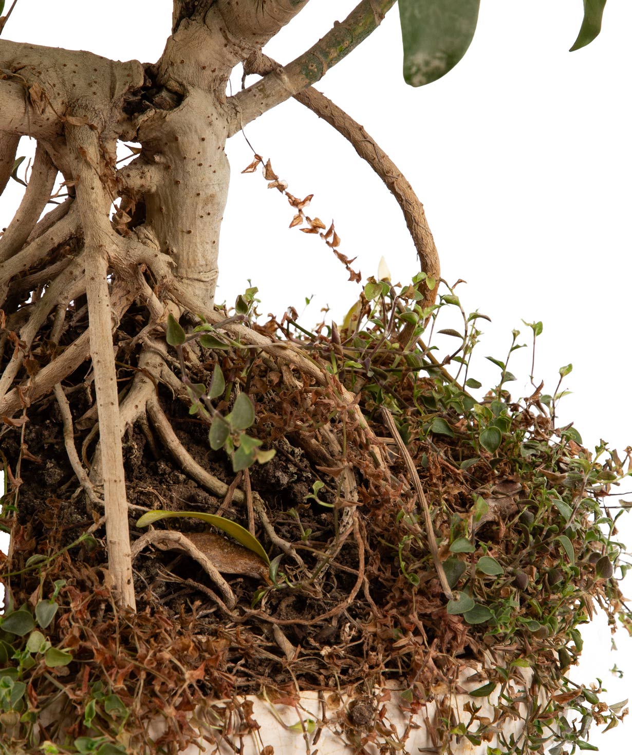 Plant «Orchid Gallery» Schefflera Bonsai №1