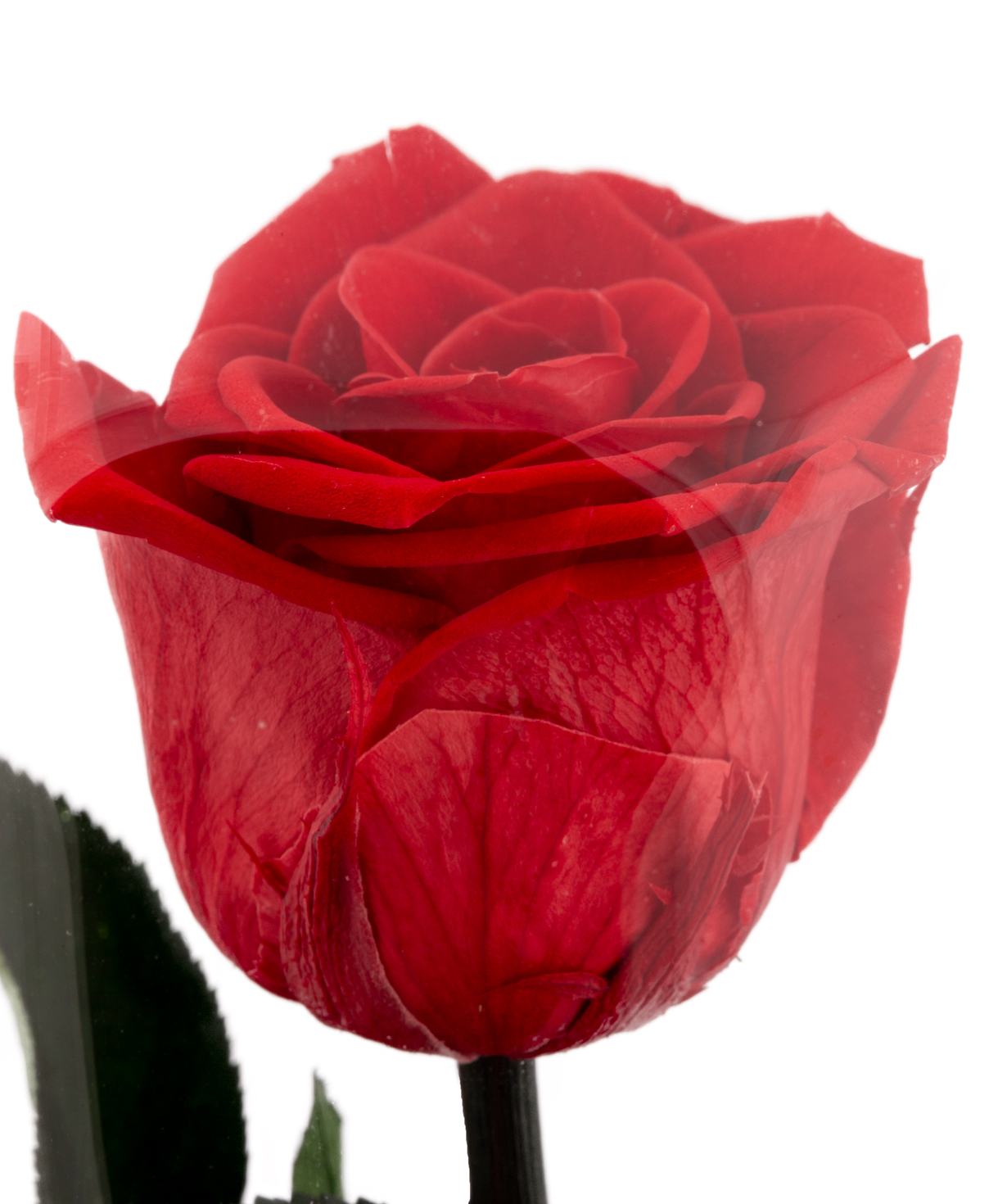 Розы `EM Flowers` вечные красные 33 см в колбе