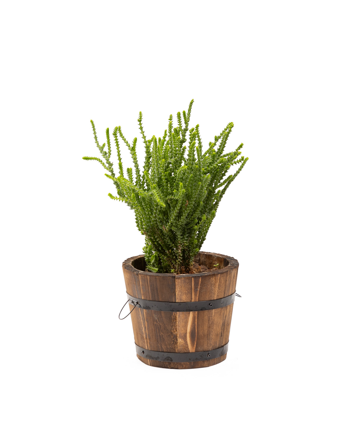 Plant «Eco Garden» Crassula №67