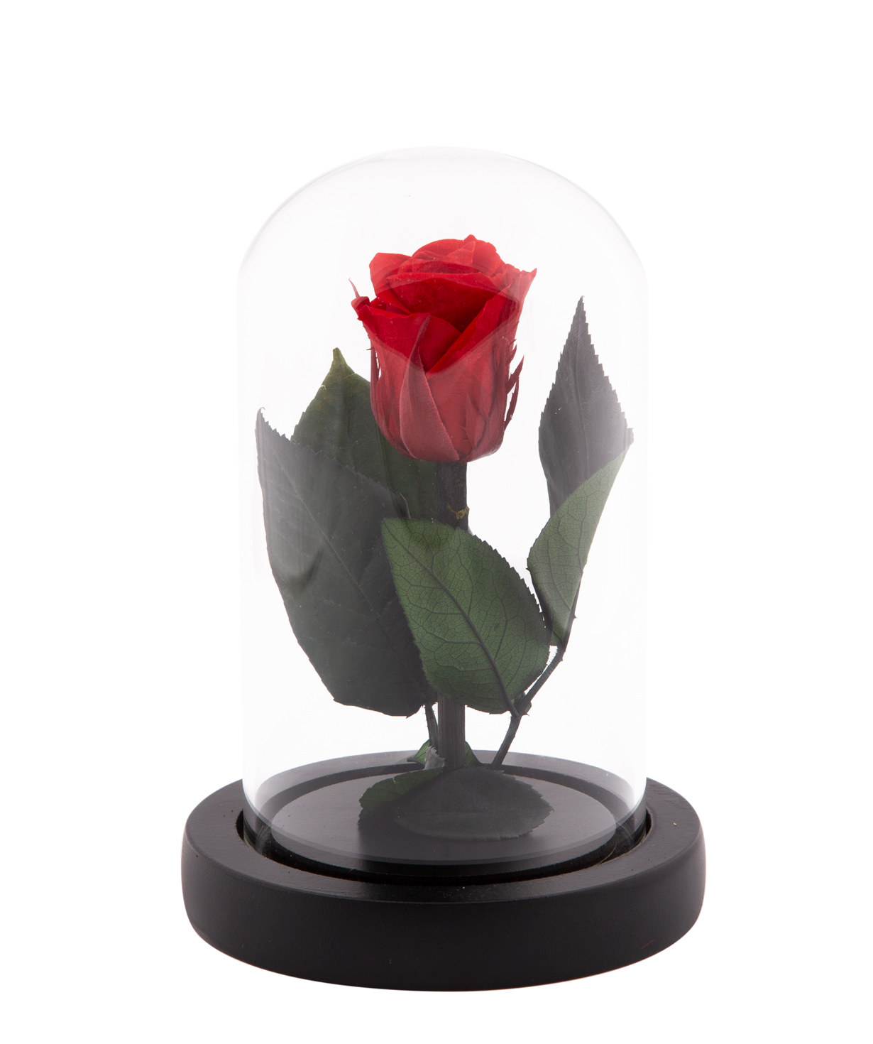 Роза `EM Flowers` вечная красная 13 см в колбе