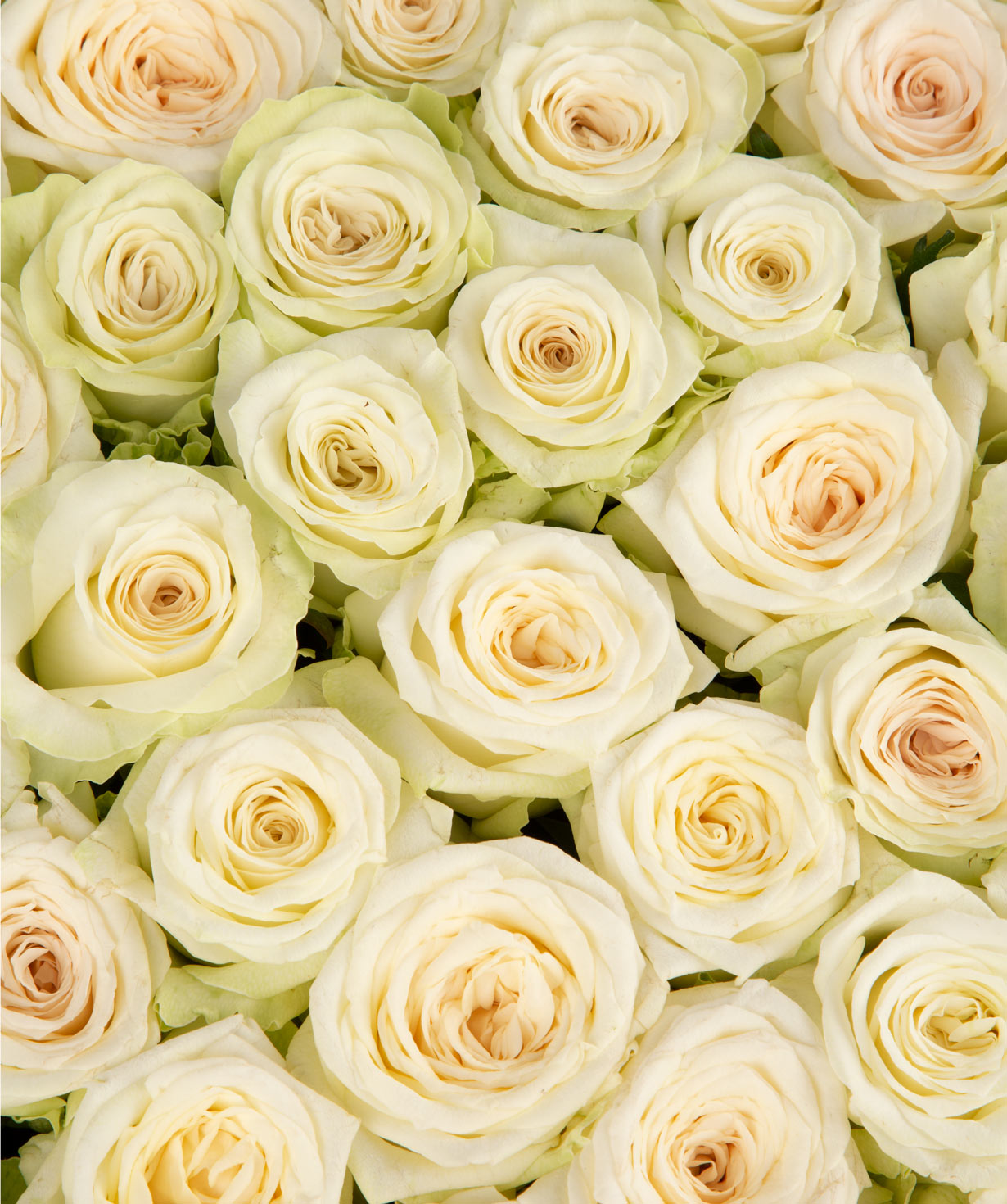 Կոմպոզիցիա «Ջիֆոնե» վարդերով սպիտակ