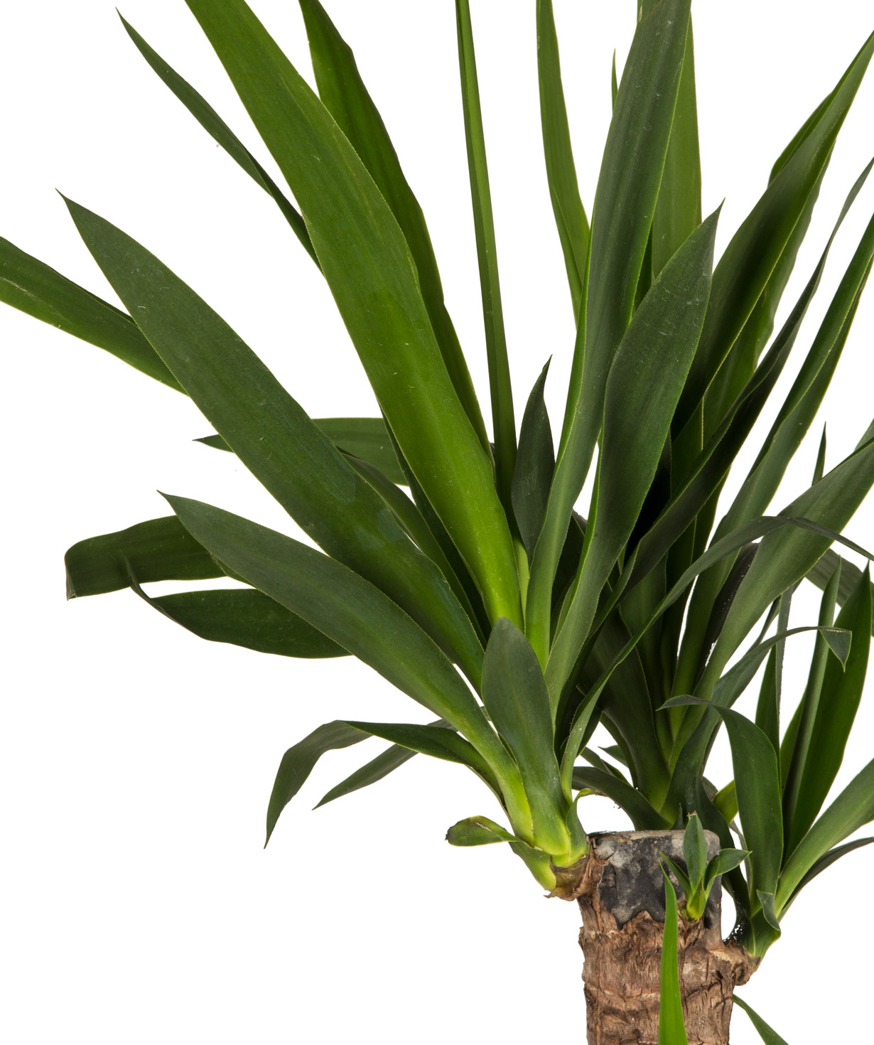 Plant `Orchid Gallery` Palm (Yucca)
