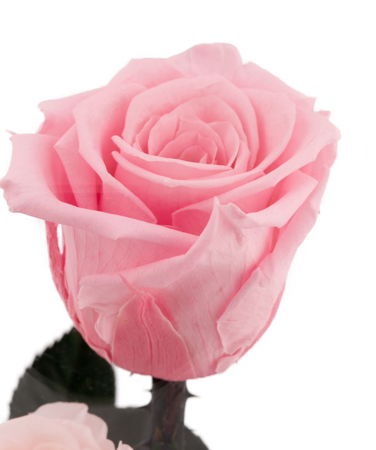 Розы `EM Flowers` вечные розовые 28 см в колбе