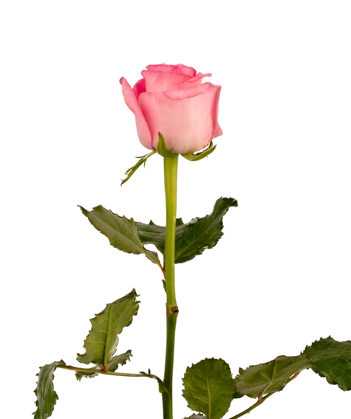 Роза `Revival` светло-розовая