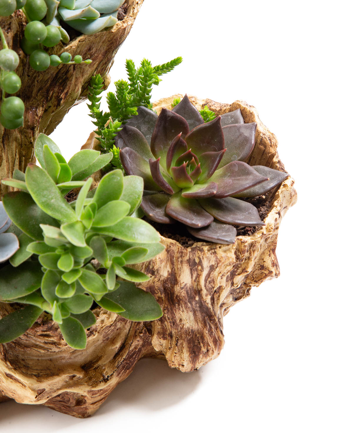 Растение «Eco Garden» Сукулент №51
