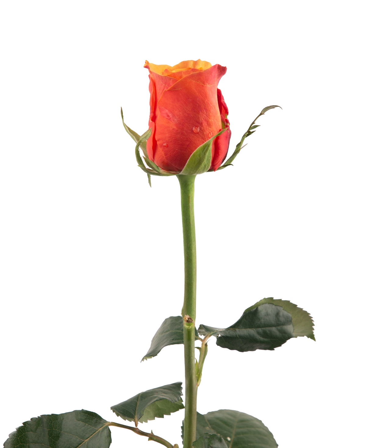 Rose «Espana» 1 pc, 80 cm