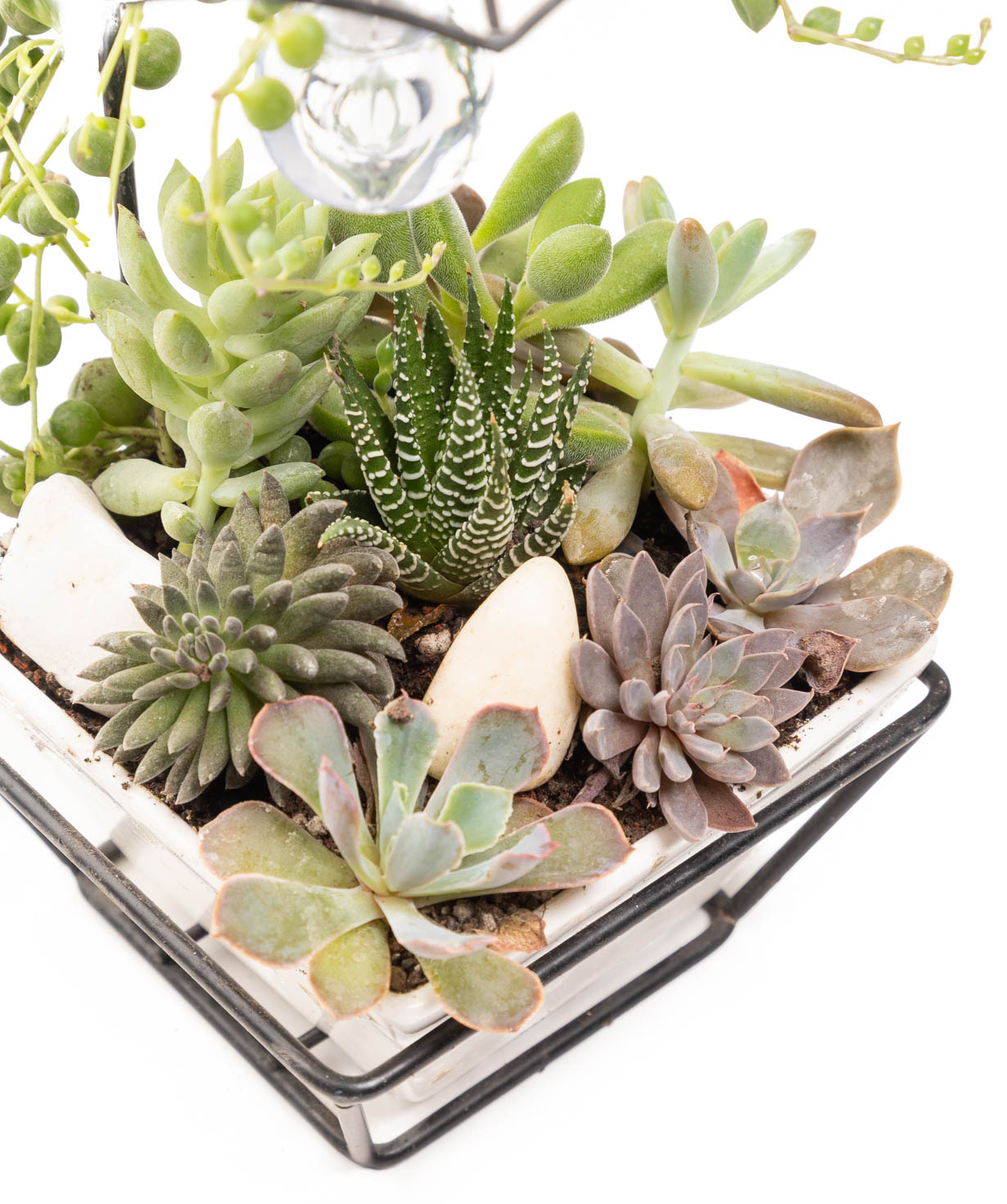 Растение «Eco Garden» Лампа №70