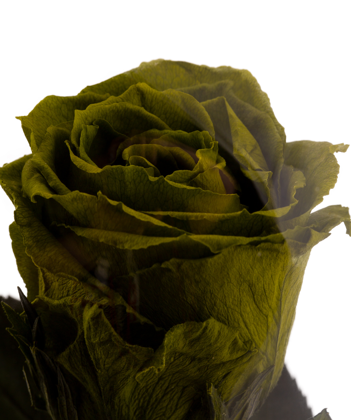 Rose `EM Flowers` eternal green 28 cm in a flask