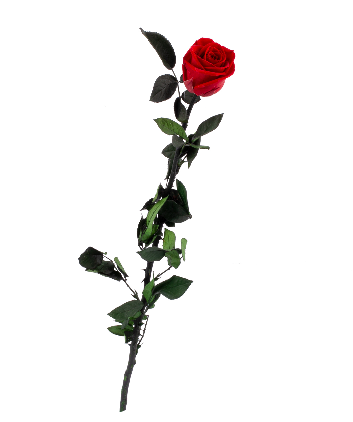 Rose `EM Flowers` eternal red 50 cm