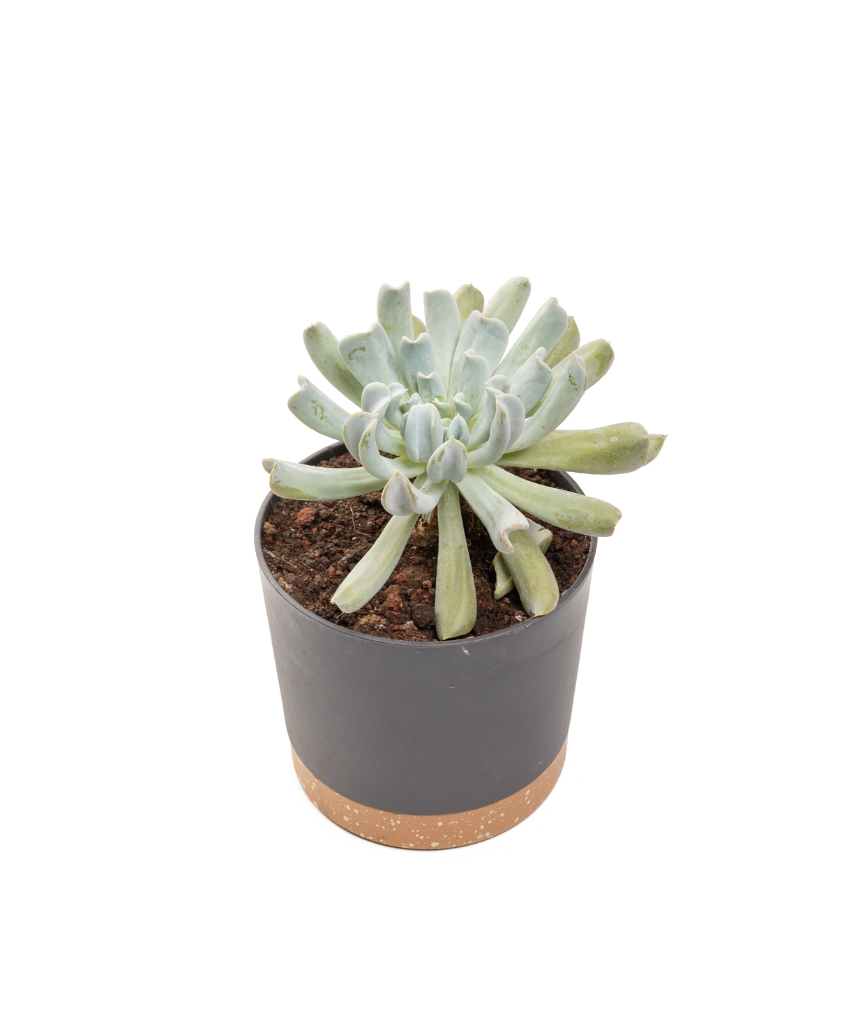 Растение «Eco Garden» Эхеверия топси №65