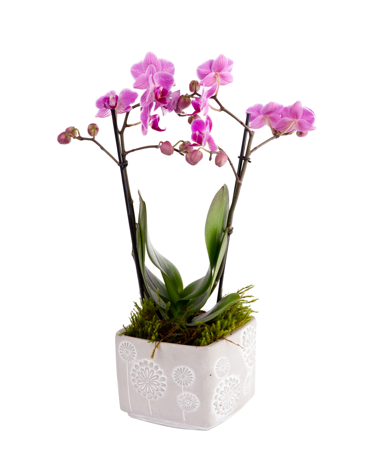Орхидея ''Orchid Gallery''