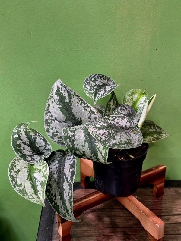 Растение «Greenarium» Scindapsus pictus №46