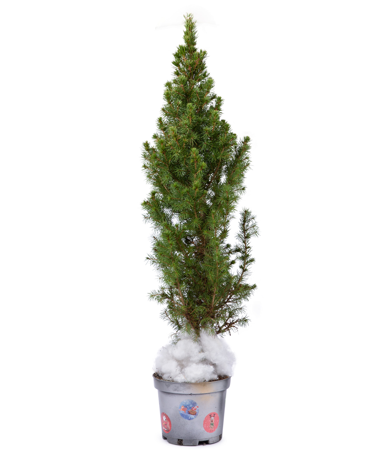 Natural Christmas tree `EM Flowers` fir cone N1