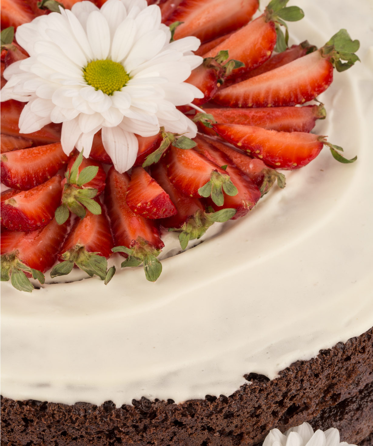 Cake   «Chrysanthemum»