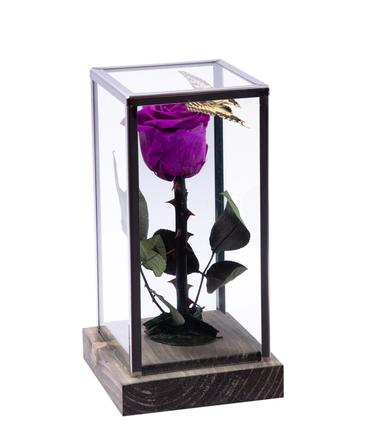 Rose `EM Flowers` eternal 24cm