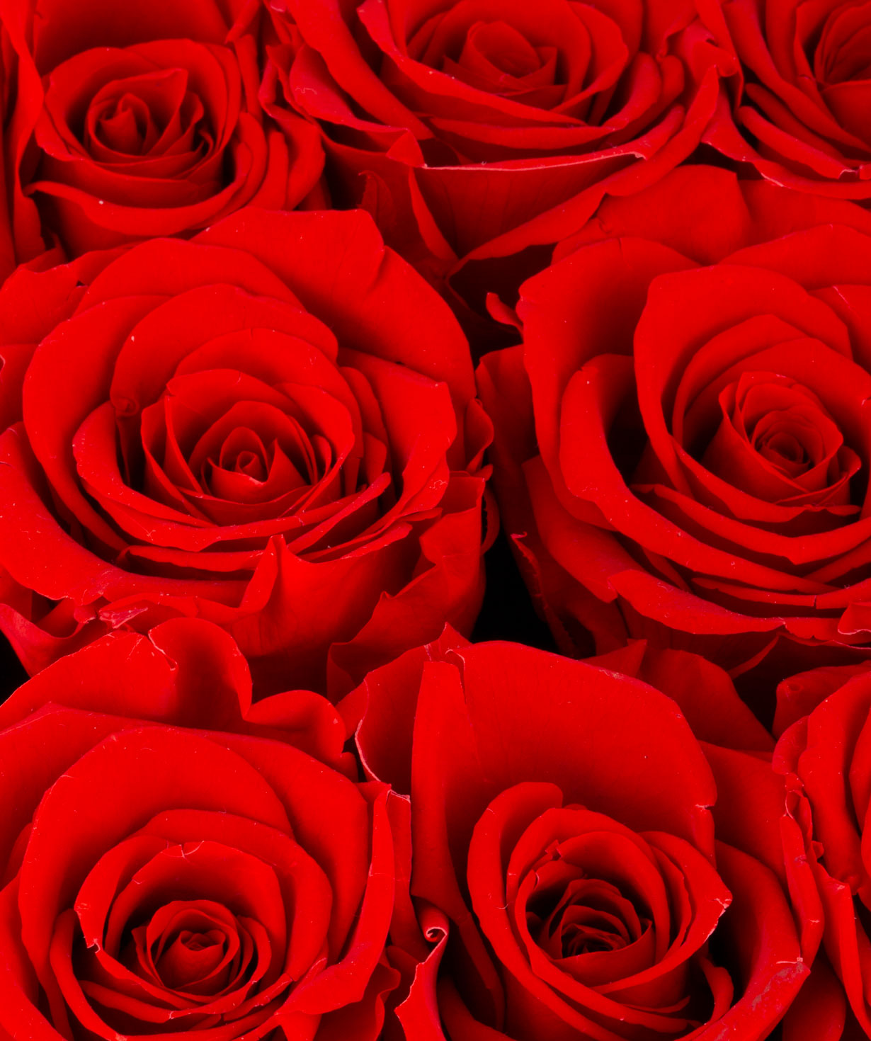 Կոմպոզիցիա «EM Flowers» կարմիր հավերժական վարդերով