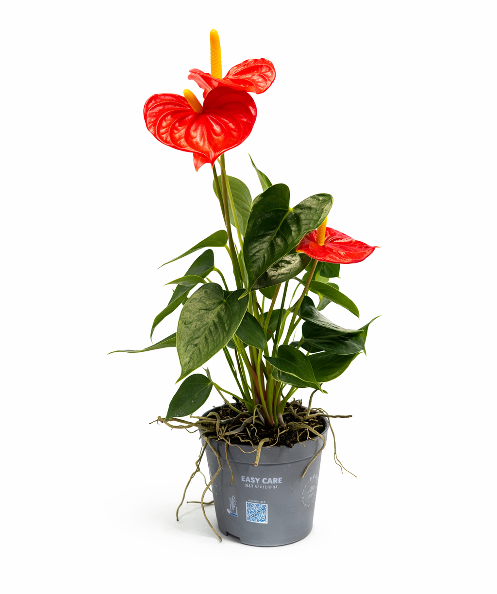 Բույս «O2 Gardens» Anthurium Andraeanum