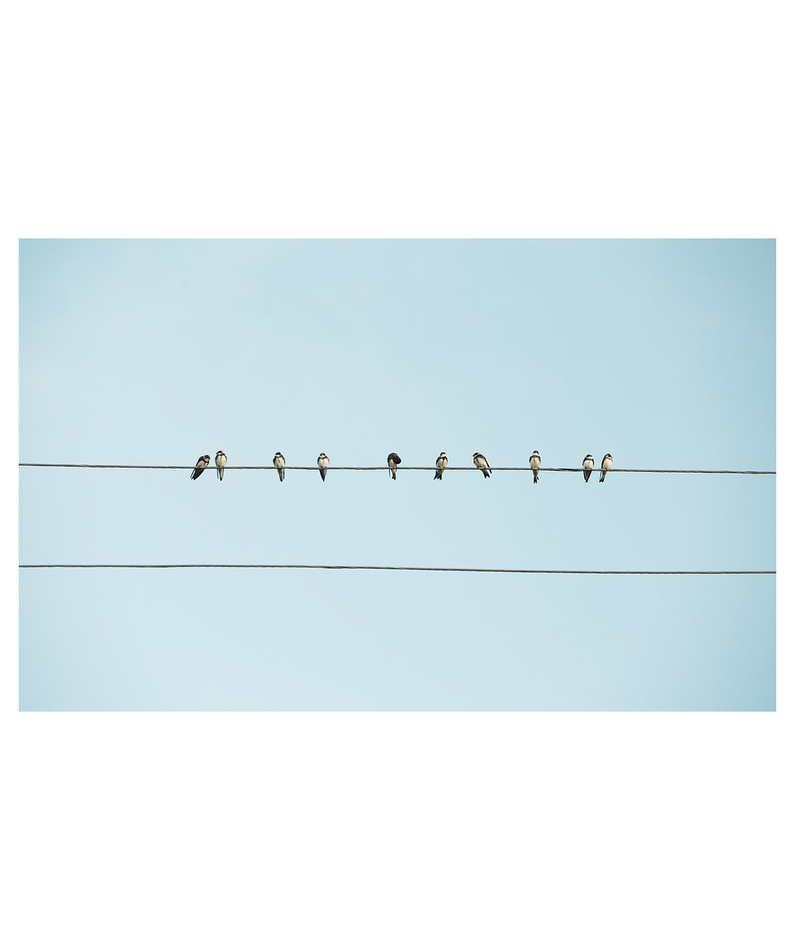 Նկար «Թռչունները մետաղալարերի վրա գյուղական Հայաստանում»