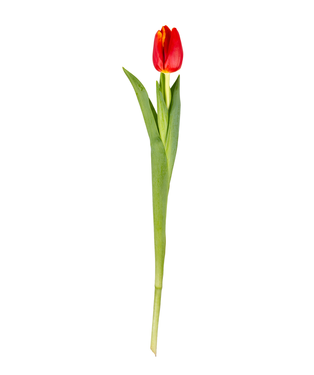 Tulip «Mon Amie» red, 1 pc №2