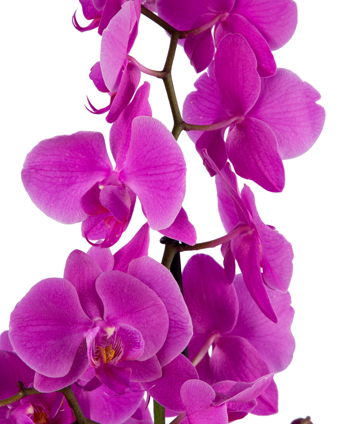Растение `Orchid Gallery` Орхидея №7