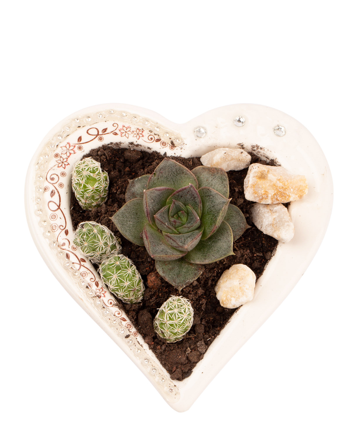 Plant `Lorel` Succulent, in a heart-shaped container
