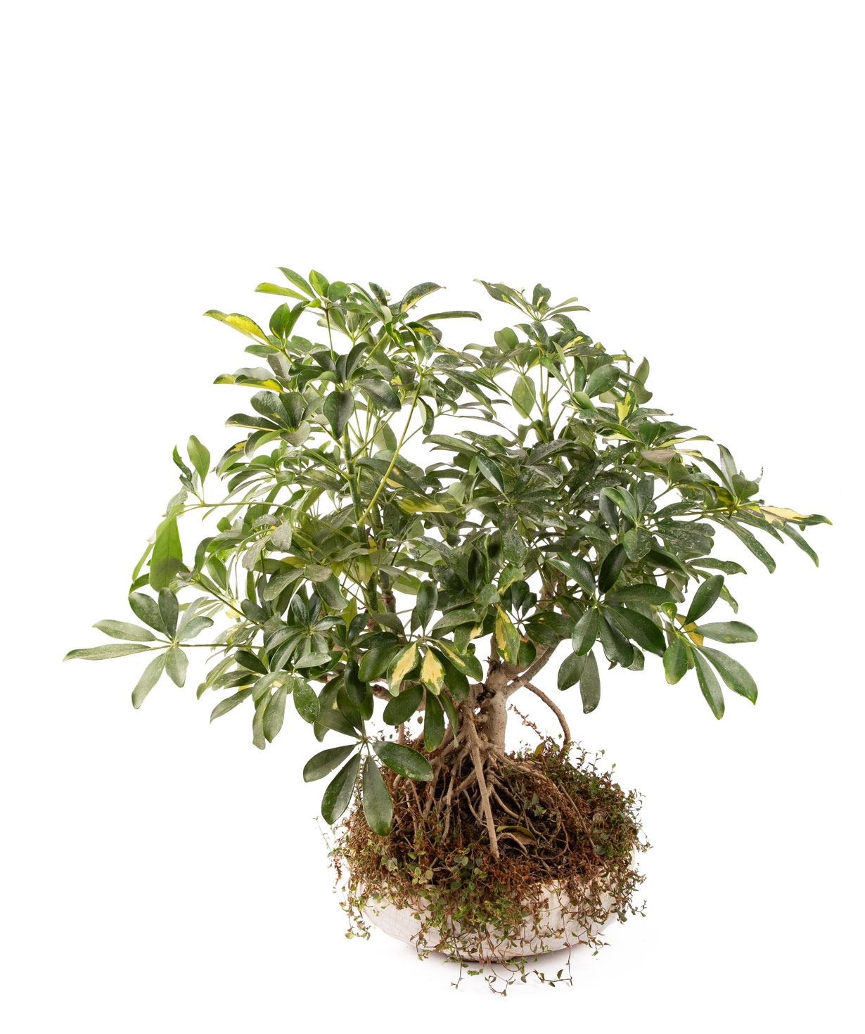 Plant «Orchid Gallery» Schefflera Bonsai №1