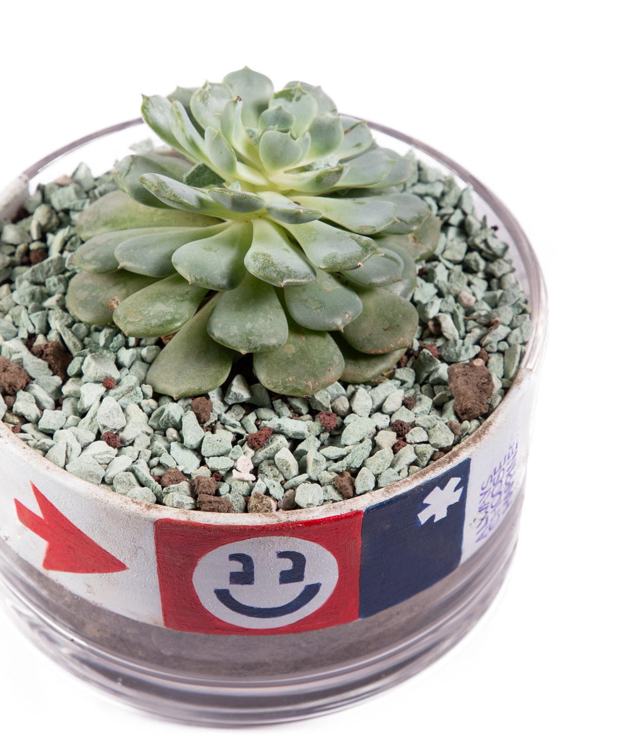 Plant «THE BOX» Succulent №2