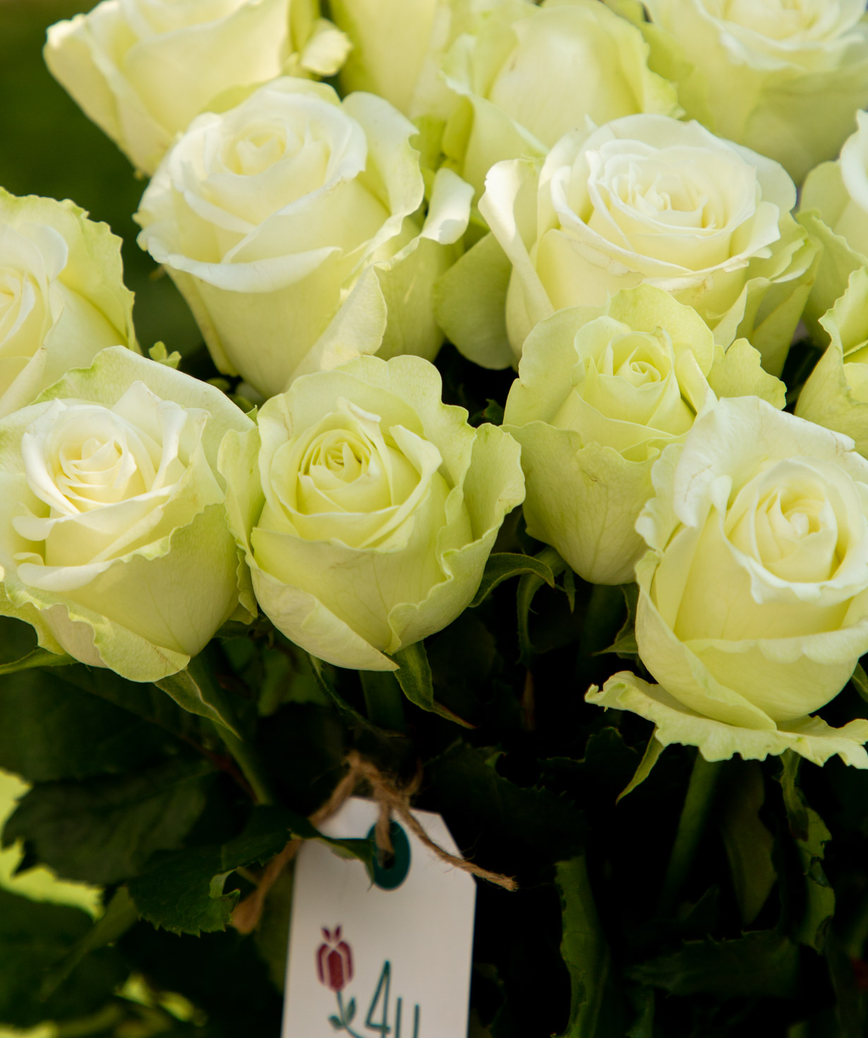 Roses `Polar star` white 15 pcs