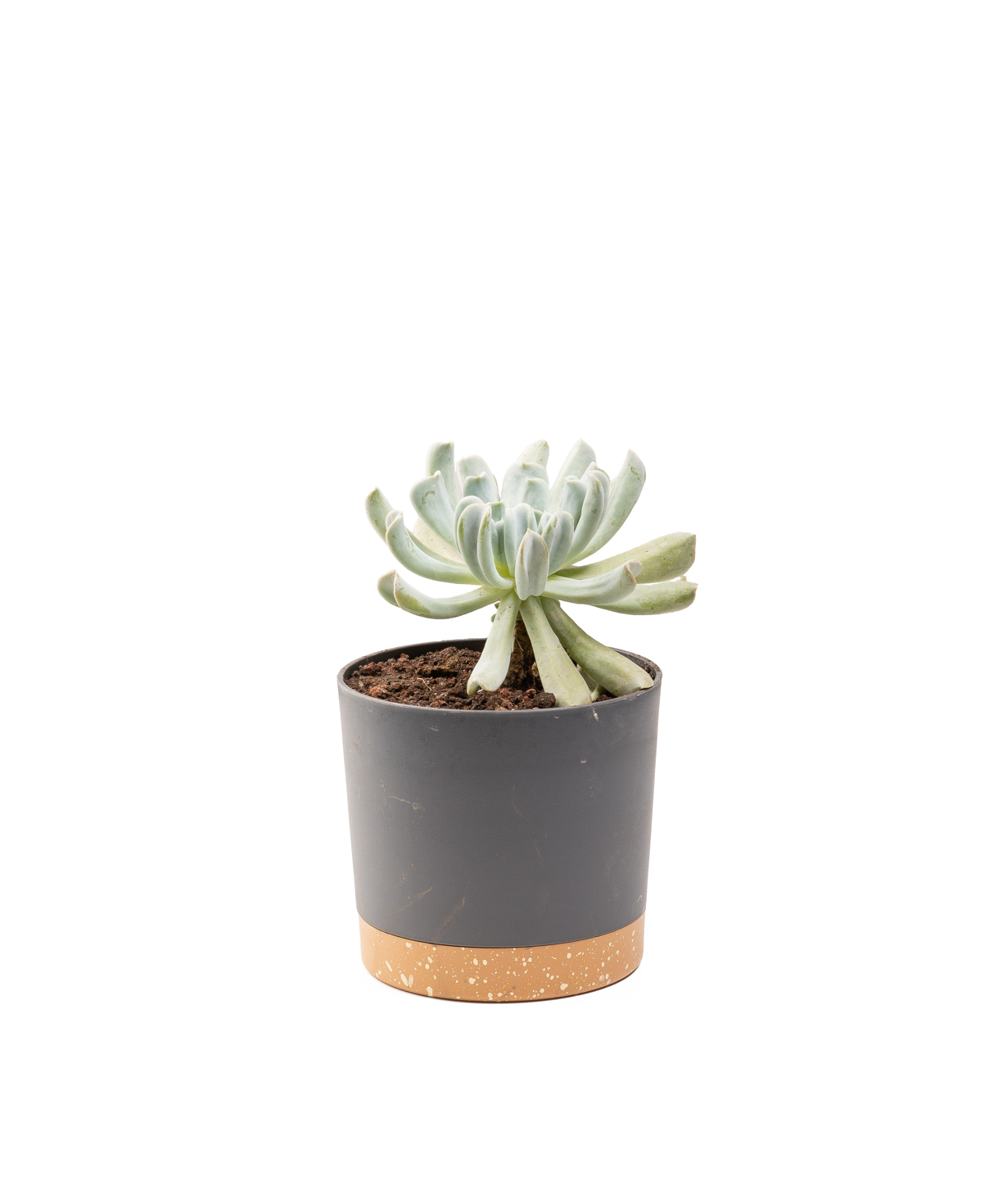 Растение «Eco Garden» Эхеверия топси №65