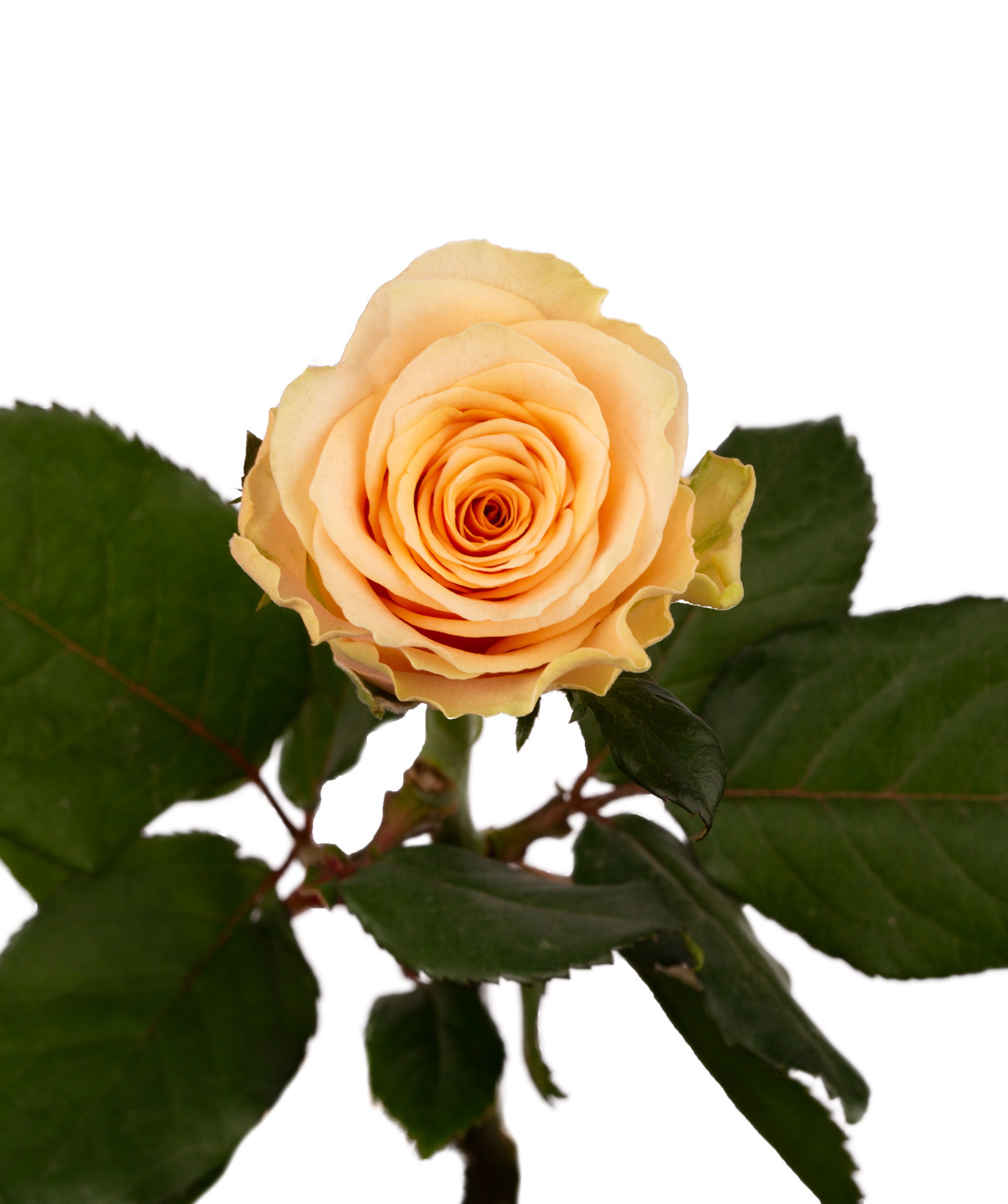 Роза `Primavera` персиковая