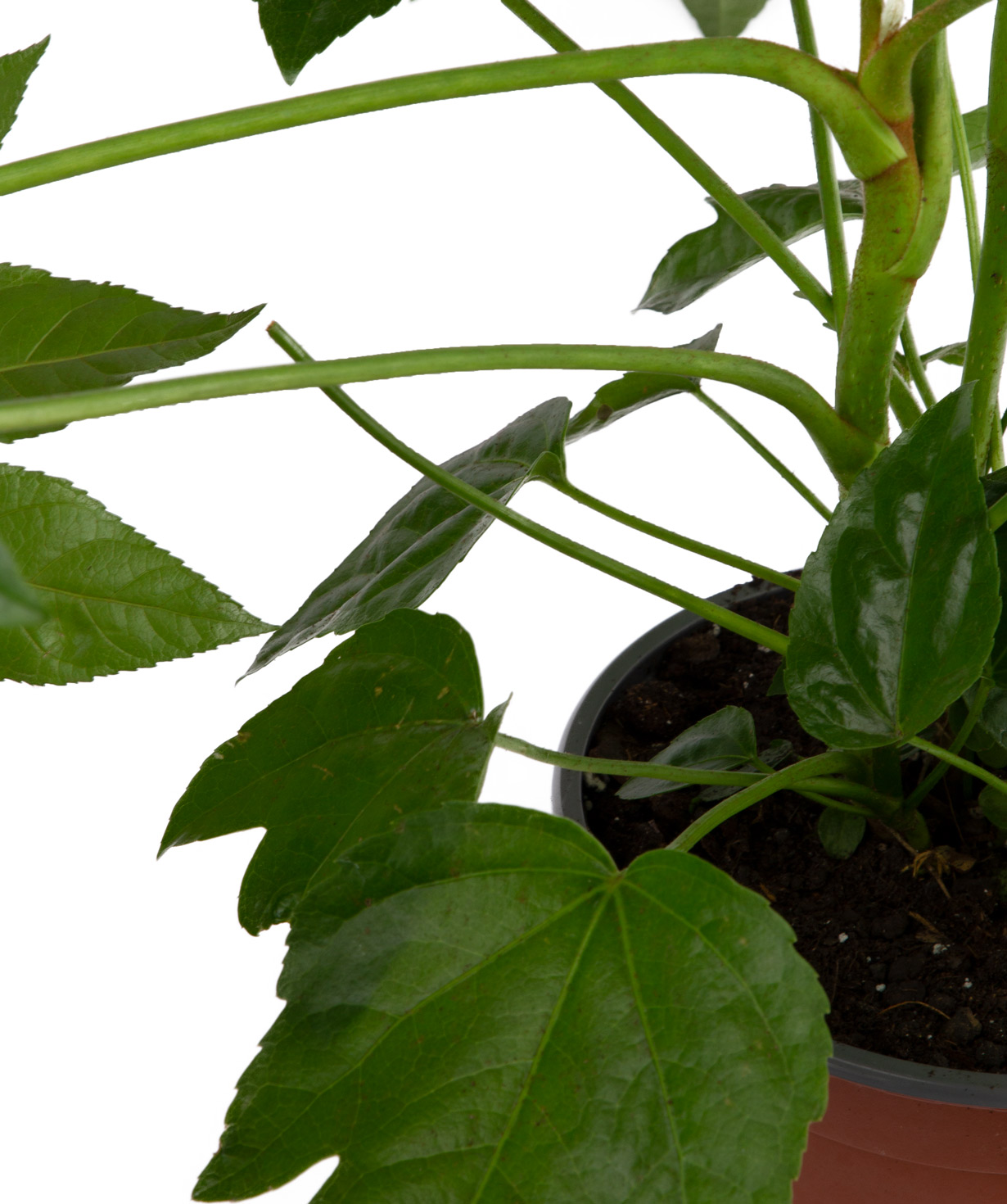 Fatsia japonica ''Orchid Gallery''