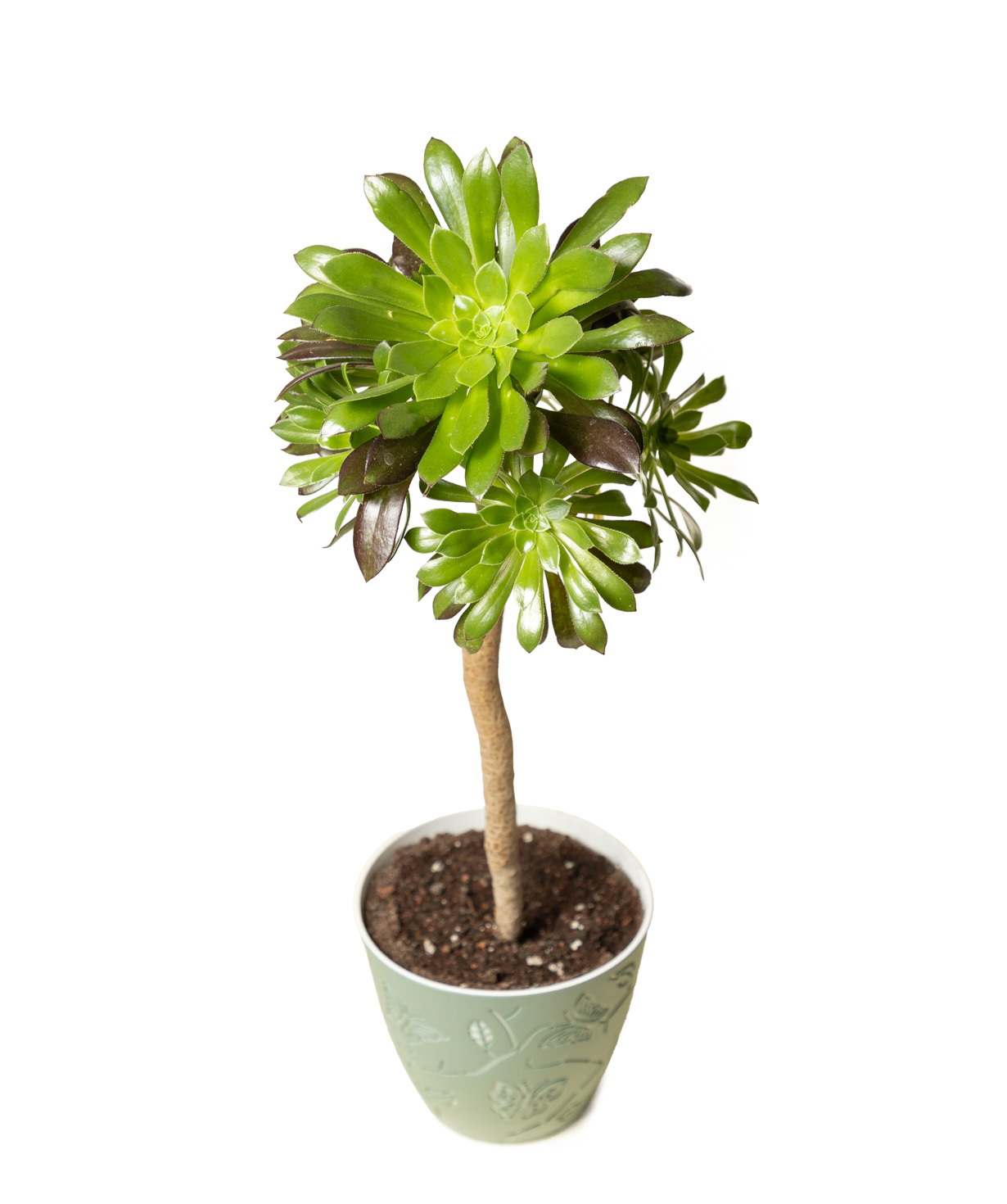 Բույս «Eco Garden» Կանաչ Էոնիում №77