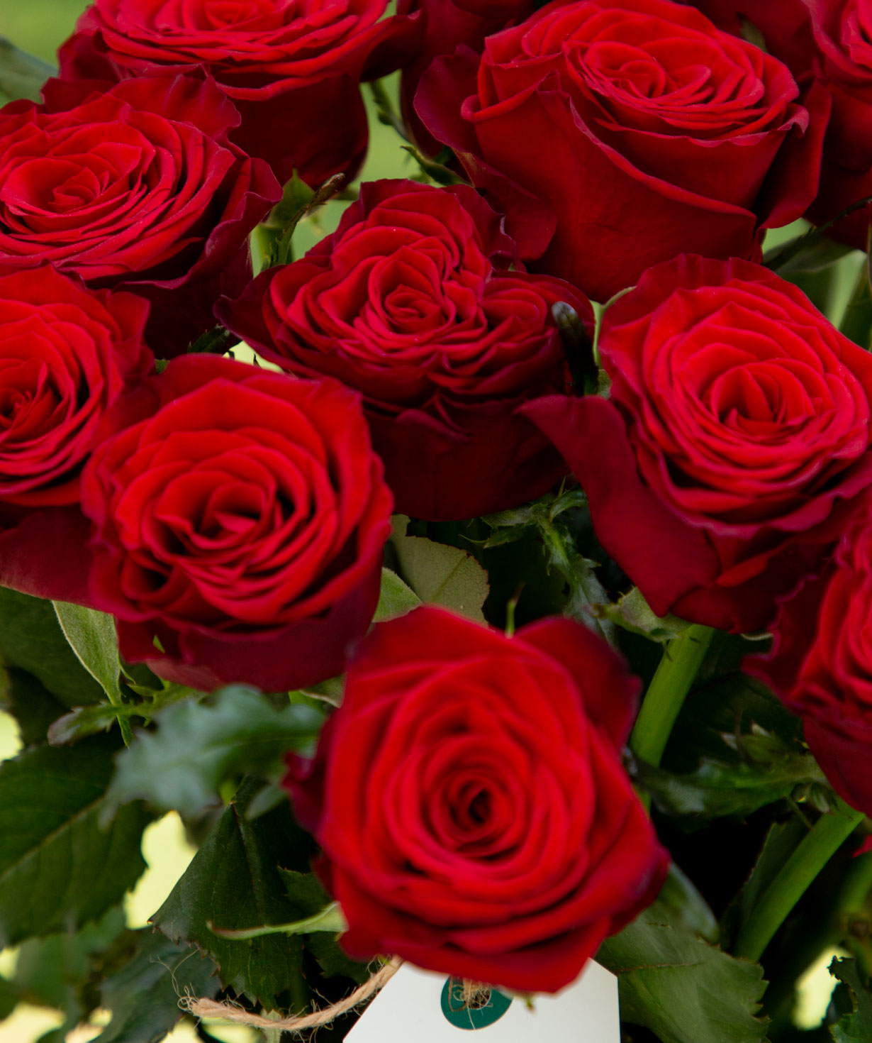 Roses `Montana` red 15 pcs, 80 cm