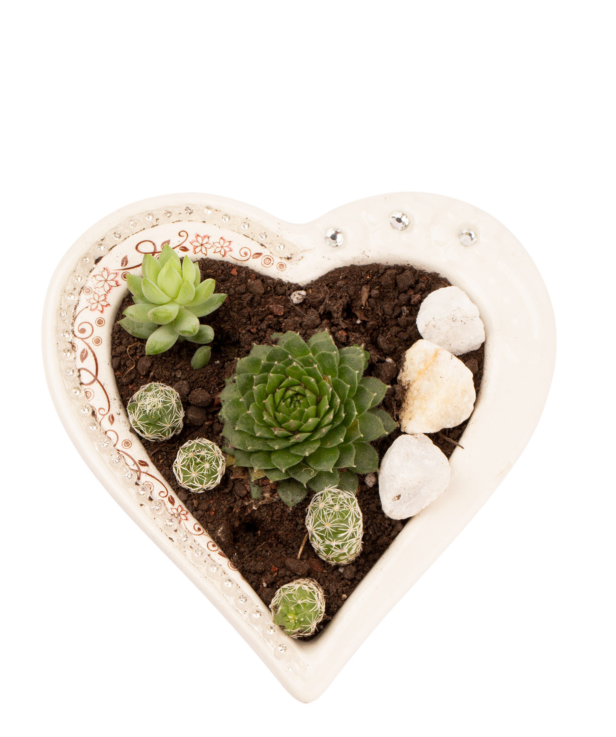 Plant  `Frederick` Succulent, in a heart-shaped container
