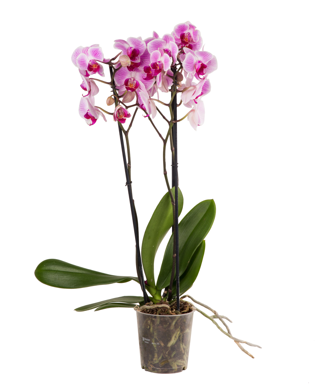 Plant `Orchid Gallery` Orchid №16