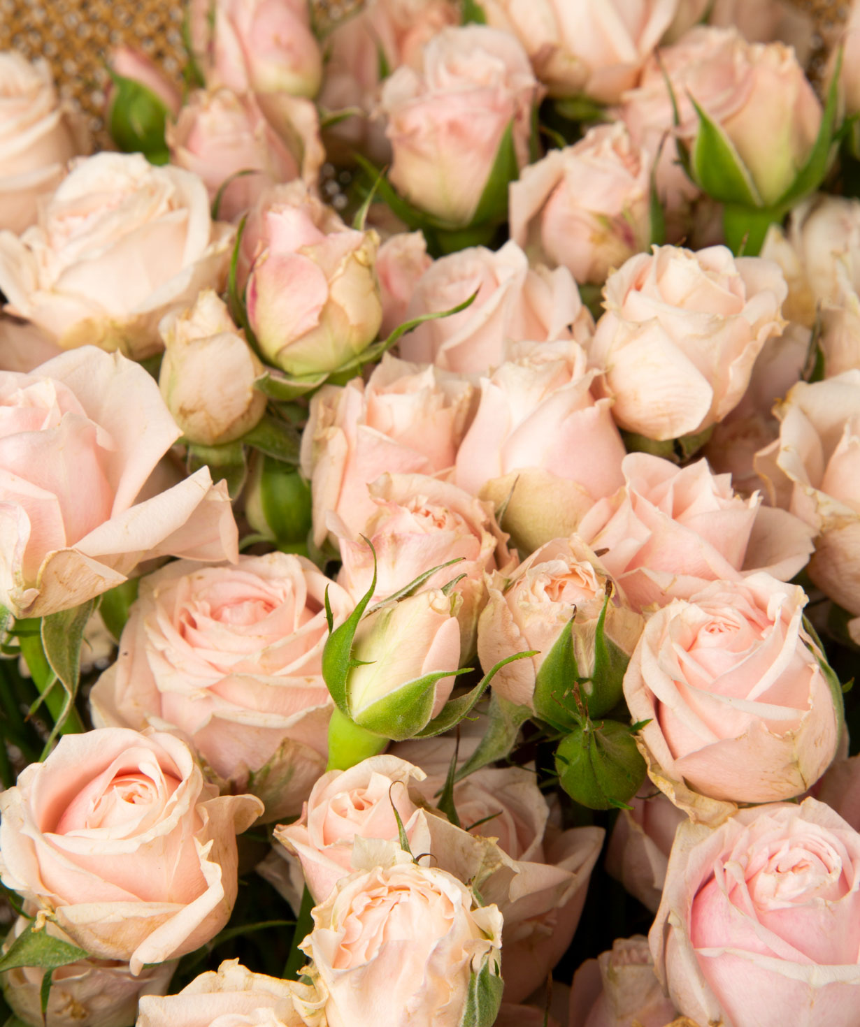 Ծաղկեփունջ «Բարլինգտոն» վարդերով
