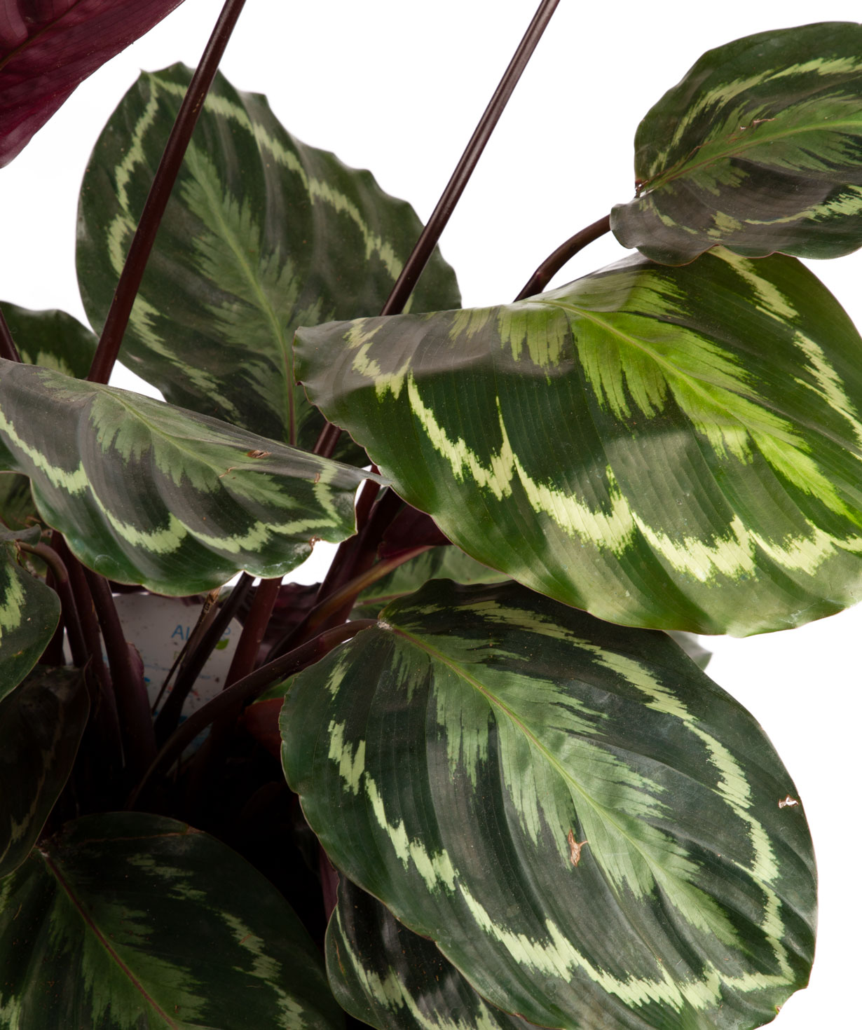 Калатея медальон ''Orchid Gallery''