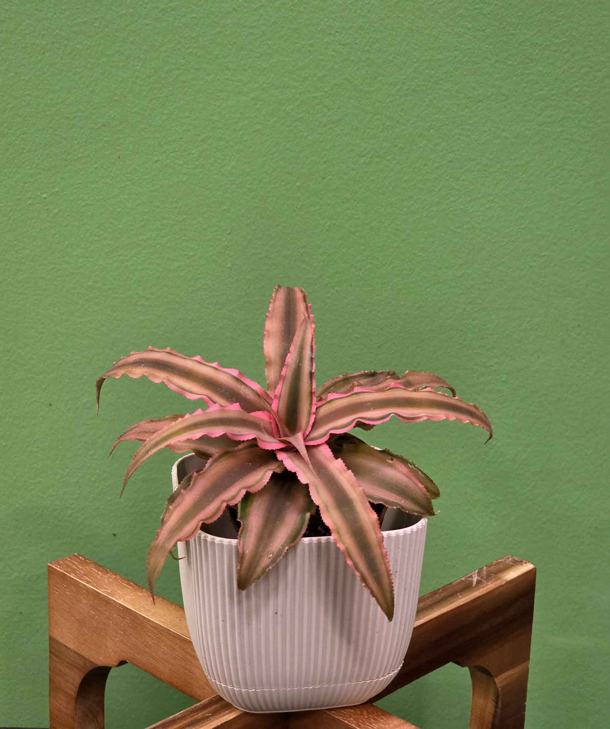 Բույս «Greenarium» Cryptanthus №20