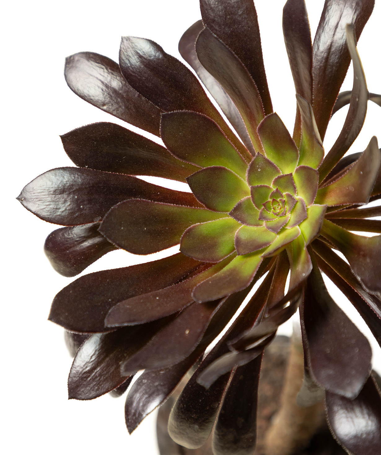 Plant «Eco Garden» Black Aeonium №76