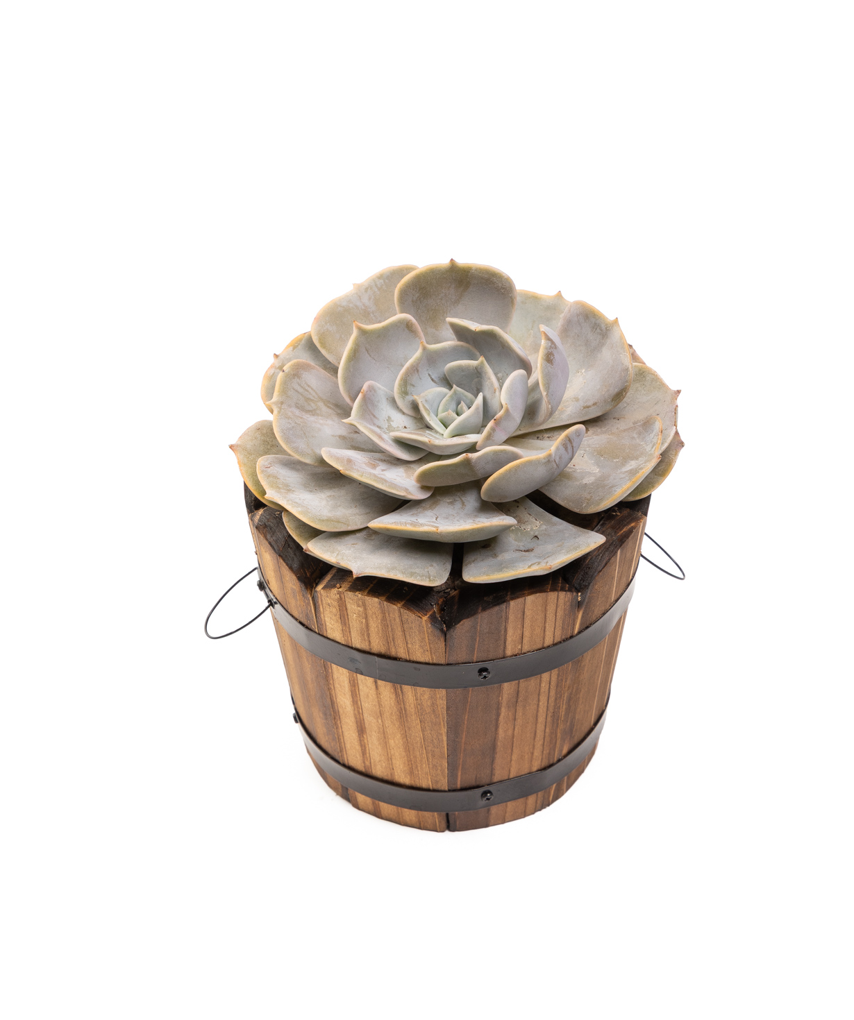Plant «Eco Garden» Echeveria lilacina №66